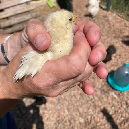 בית נופש Mini-villa 1 פורטו-וישיו