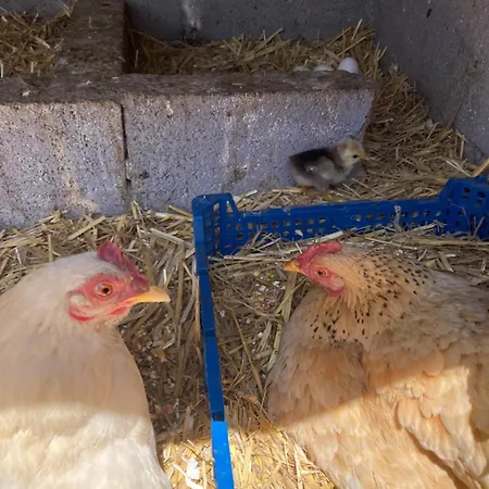 בית נופש Mini-villa 1 פורטו-וישיו