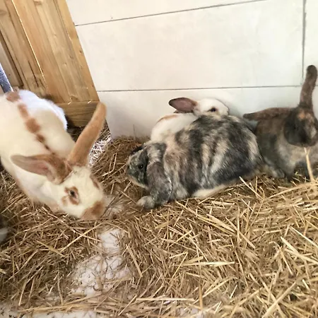 Mini-villa 1 * פורטו-וישיו