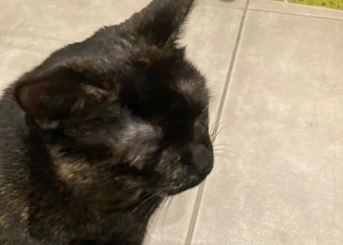 Mini-villa 1 פורטו-וישיו