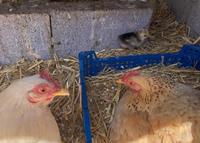 בית נופש Mini-villa 1 פורטו-וישיו