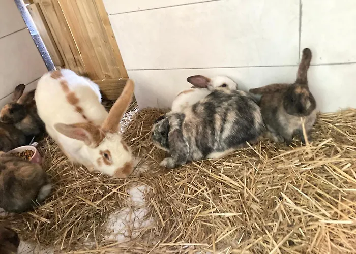 Mini-villa 1 * פורטו-וישיו