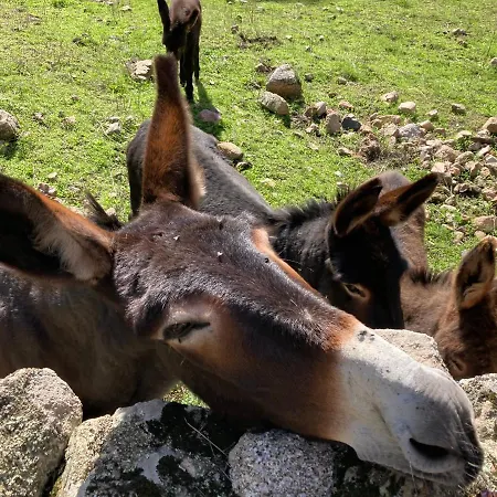 Mini-villa 1 Дом отдыха Порто-Веккьо