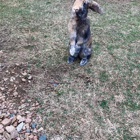 Mini-villa 1 בית נופש *