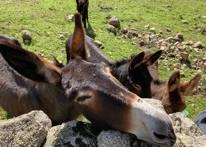 Mini-villa 1 度假居 维琪奥港