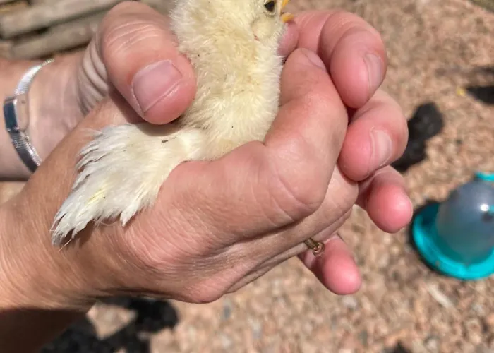 度假居 Mini-villa 1 维琪奥港